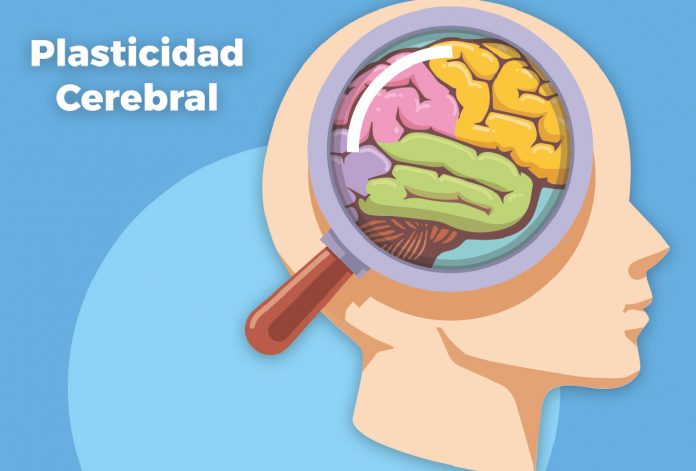 Plasticidad Cerebral Y Emociones Positivas Nueces Y Neuronas Blog My